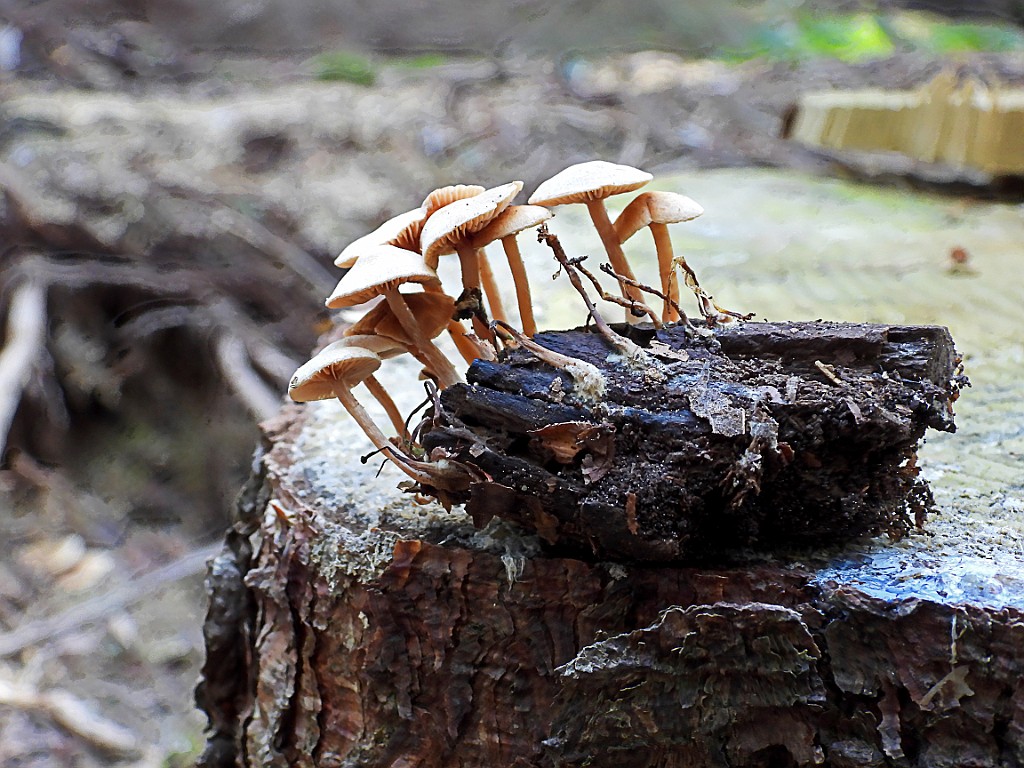 Muizenstaartzwam [14833] 06-okt-2018 (Haagse Bos, Losser).jpg - Muizenstaartzwam [Baeospora myosura]